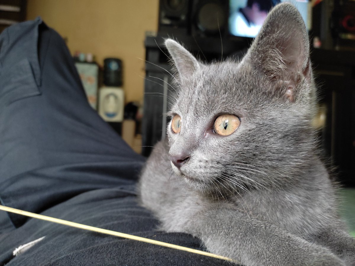 bigsecretcoy's tweet photo. Meow meow https://t.co/lELBs81XNW