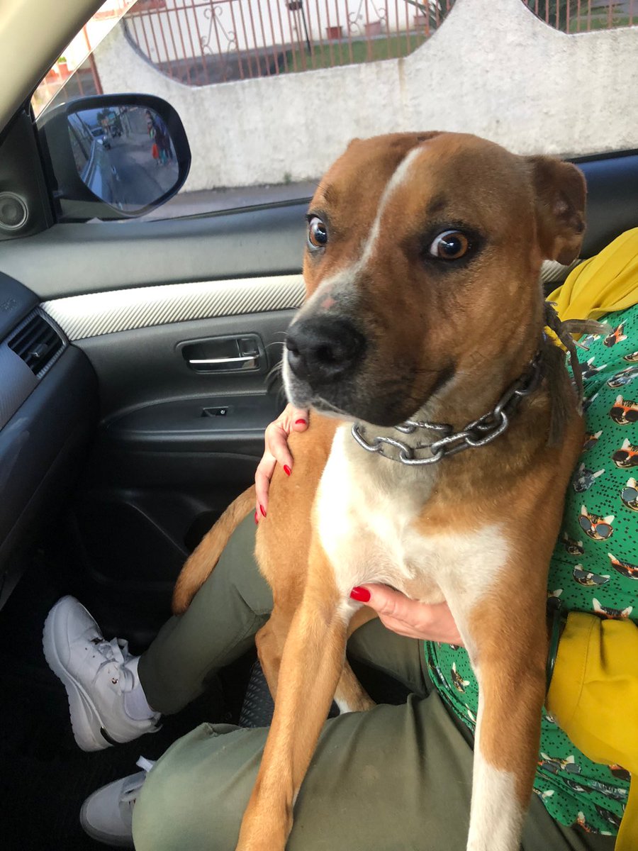 valvsa_'s tweet photo. Hola, hoy encontramos este perrito por la región de taras cartago, se ve que tiene dueño y se encuentra muy asustado. Ayúdenme a encontrar el dueño 🙏🏻 https://t.co/KKqc63txzh