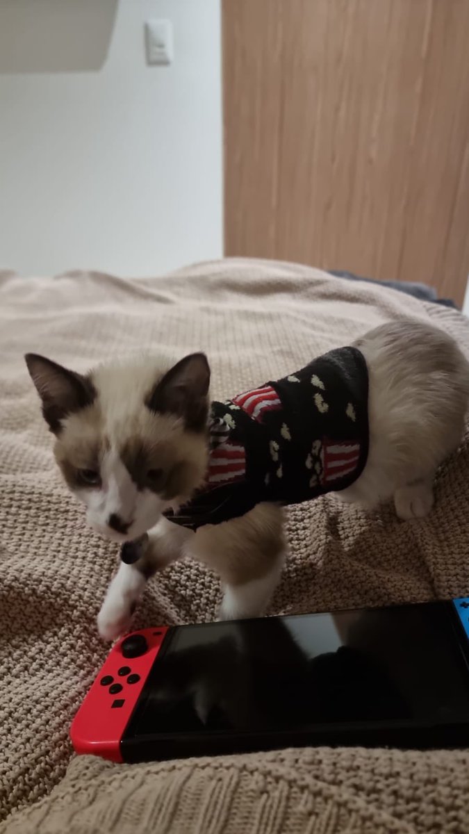 Hazelmrls's tweet photo. #multiverso  mi novio es la versión de Giselle de Encantada por hacerle ropa a su gato usando sus calcetines. https://t.co/nMYWmsnLlf