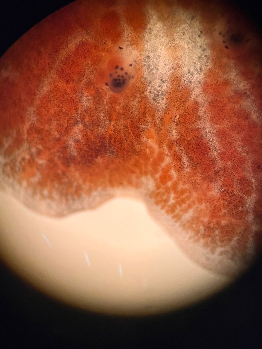 First time observing this Polyclad worm! Or is it observing me 🤔? 

Great day at the <a href="/DevBioQuintay/">DevBio CourseQuintay</a>