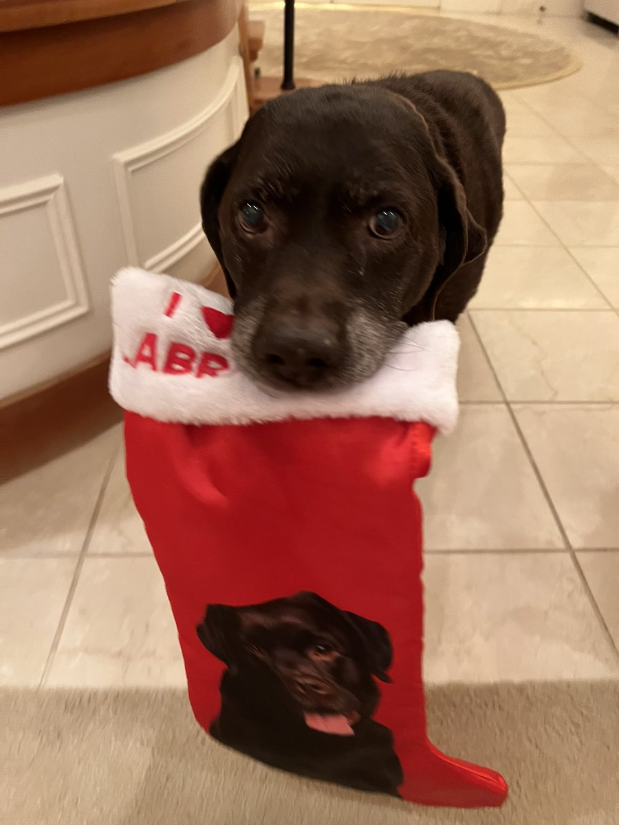 TracyCarpine's tweet photo. @jensmithpalmer Thanks for the heads up @jensmithpalmer on NationalLabradorRetrieverDay! We adore our Labrador, Sydney. ❤️❤️❤️ https://t.co/2ZcAcxr388