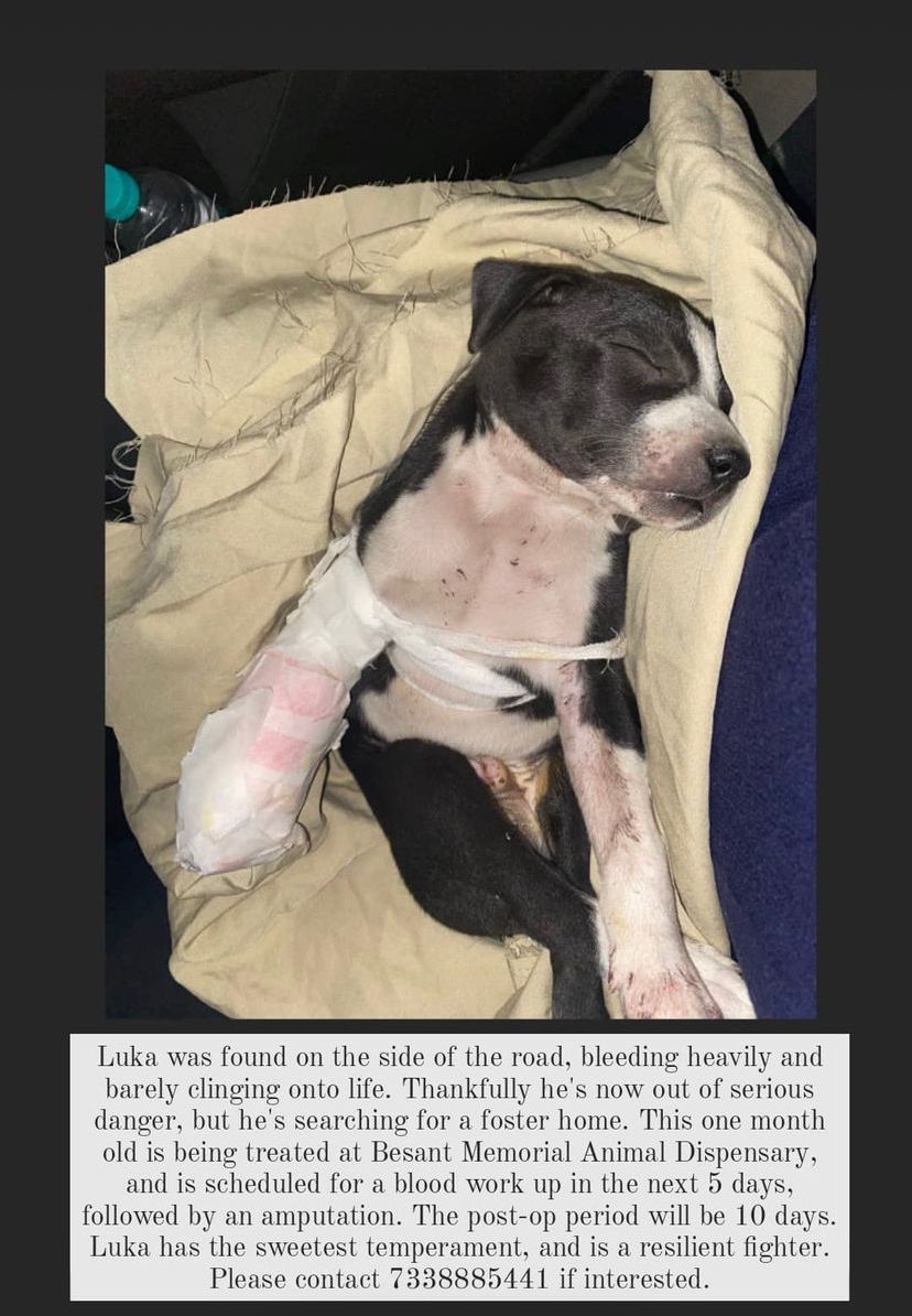 Spread the word #Chennai. Need a foster home who has the patience to give back life to a fighter pup who has already gone through a lot of trauma. Currently he is taken care by my neighbor who already have another dog and are not in a position to keep this one permanently.