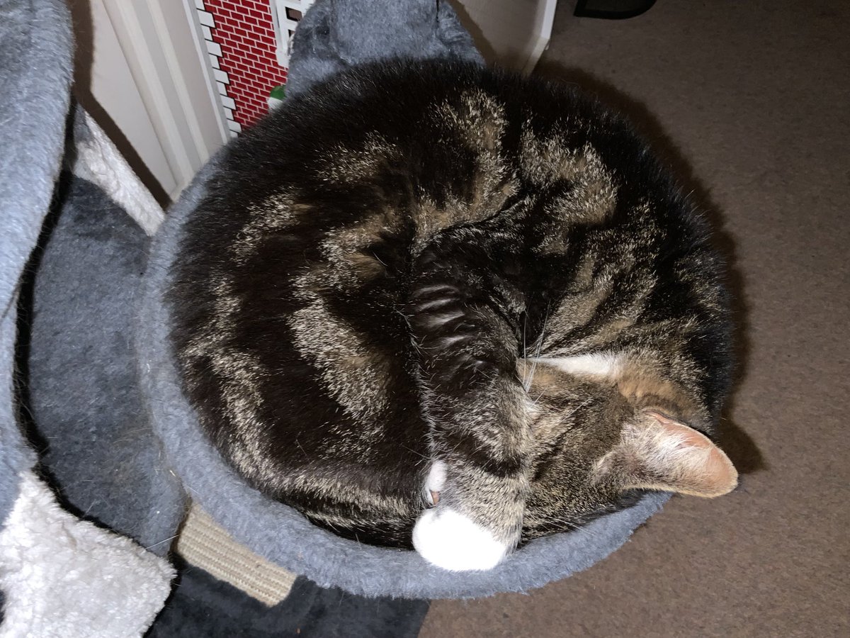 podweed's tweet photo. He knows heโs too big.
#DoNutCat
#LeaveMeAlone
Said Fat King Carlos https://t.co/GDpdAv7E2i