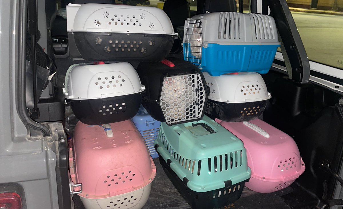 وصل عدد الانقاذ لهذا اليوم اكثر من ثلاثين قطه ومن ضمنهم كتن وحمل سوق الحمام المهزله وتلاعب بالأرواح يتعاملون معهم بوحشيه غير ناس الي تجي ترمي و تروح والله حرام خافو الله فيهم ياليت احد يقدر يتبنا منهم يتواصل معي لان العدد كبير جدًا