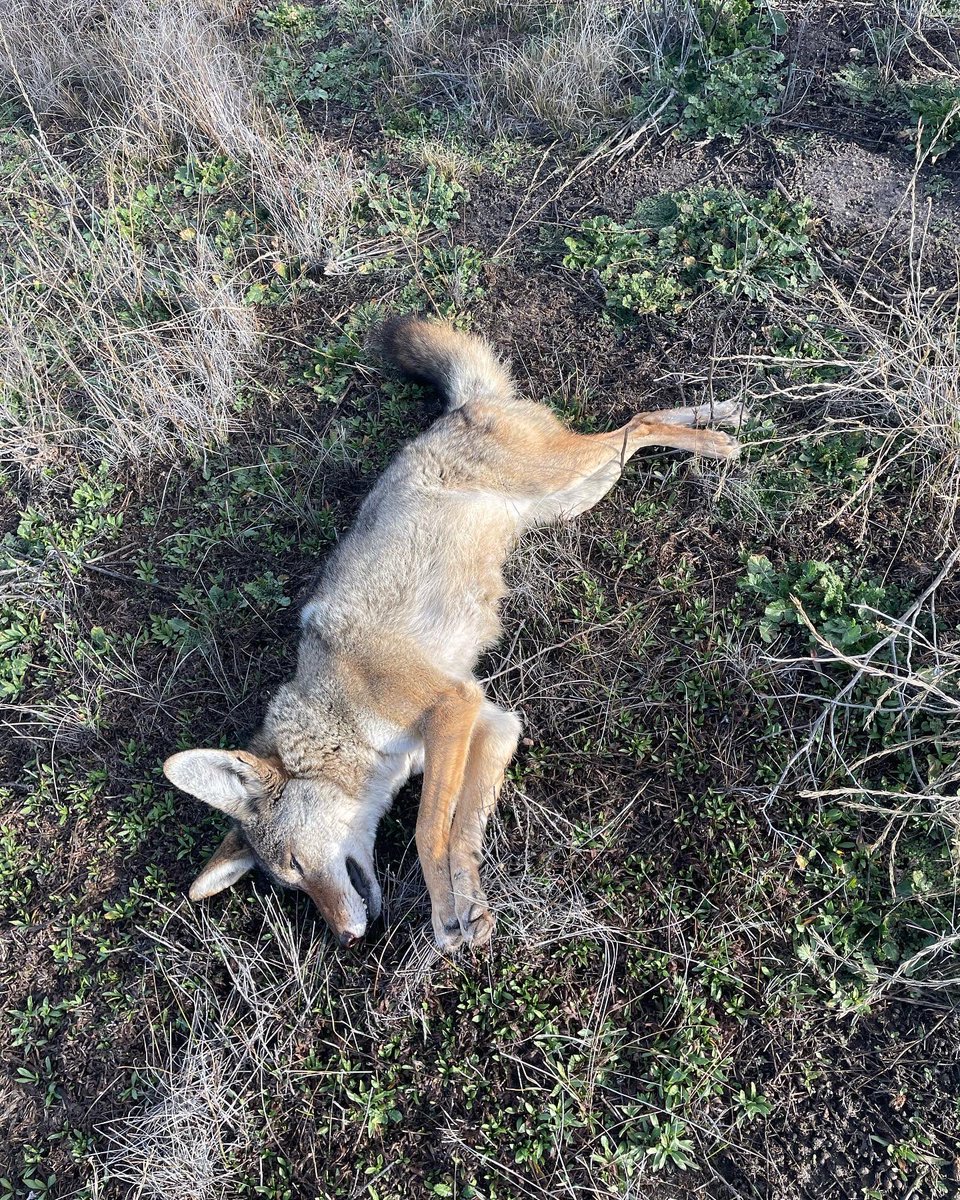 @FOXPROInc X24 called in Wile E. Coyote. Had to use @MFKGameCalls diaphragm to get them closer. #65creedmoor #foxpro #mfkgamecalls #adeadcoyoteisagoodcoyote #diaphragmswork #hunteroutdoor #coyote #wileecoyote #teamworkmakesthedreamwork #californiacountrybrand