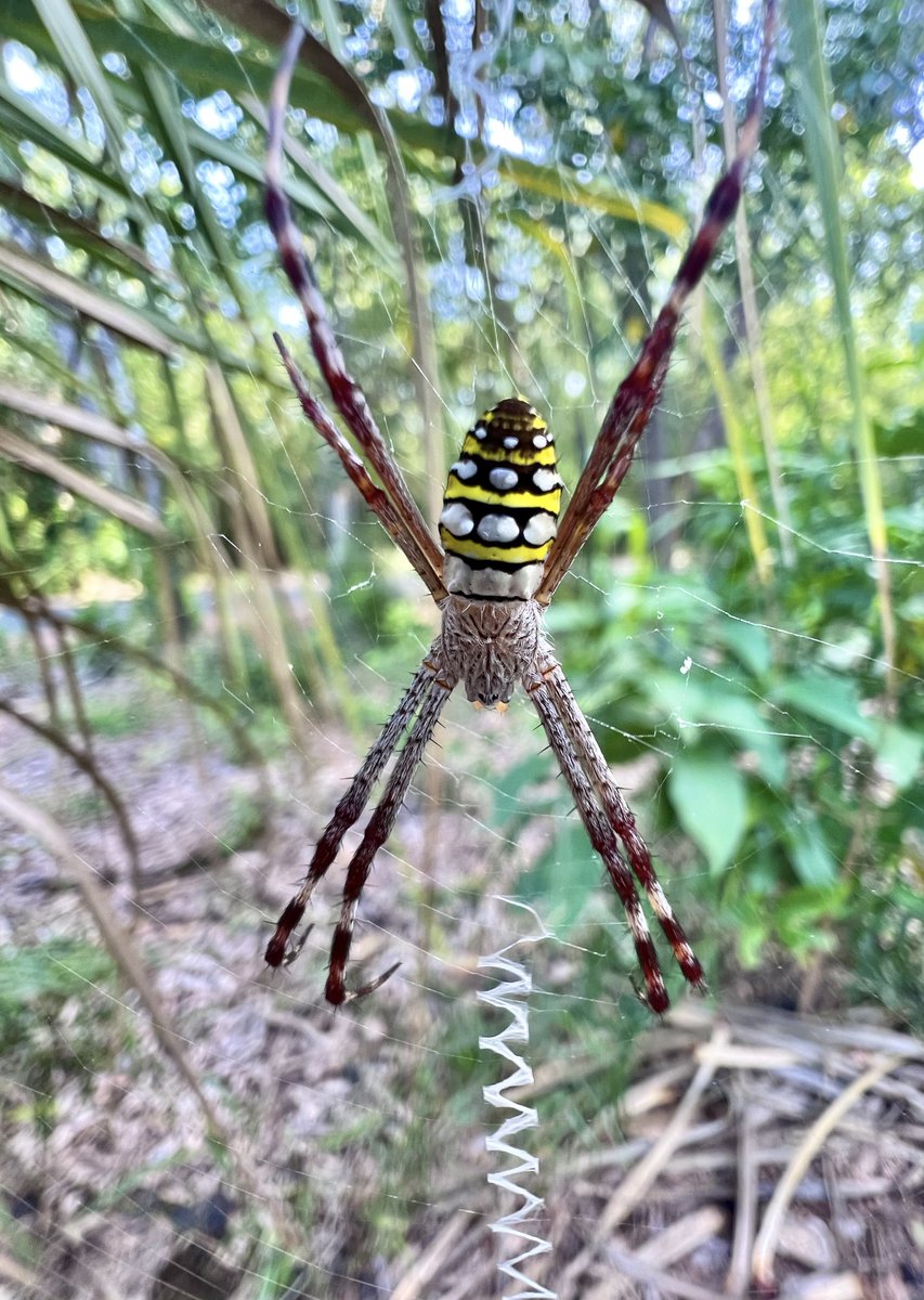 Nick Volpe tweet media