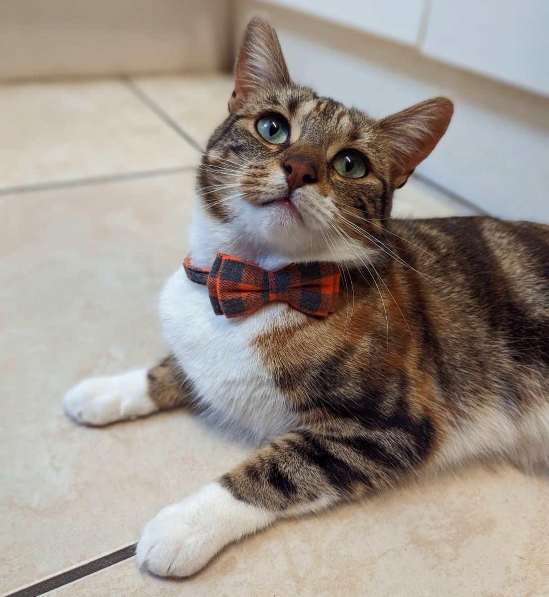 She's a little beauty! 💜 #AnimalsAreBetterThanPeoole