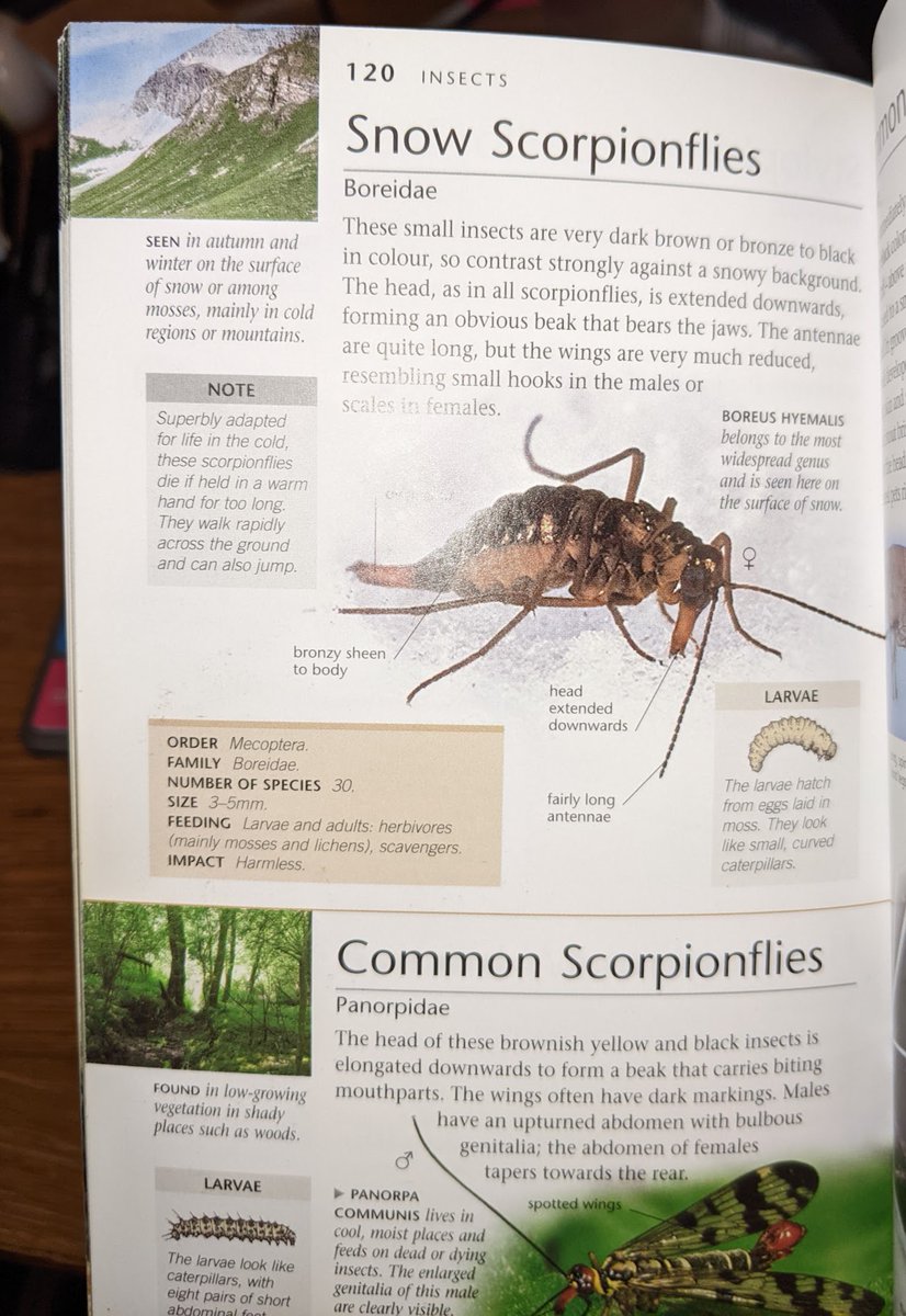 UK_Wildlife's tweet photo. Many years ago I bought a book called "Insects and Spiders" by @georgecmcgavin + in it, above the scorpionflies, was this weird looking Snow Scorpionfly, + I decided I had to see one.  Well today I did!  On @YorksWildlife Cali Heath, big thanks to @xylota for the help :) https://t.co/TX3mewm3pb