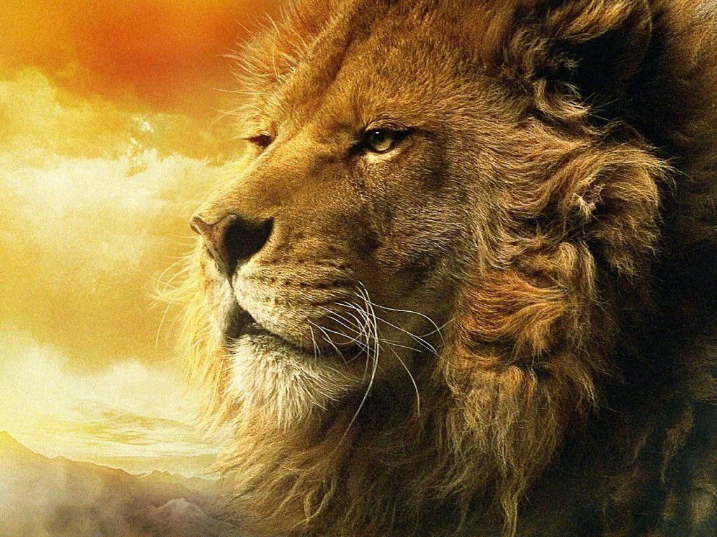 KanakoRoiper's tweet photo. This is simply taking contemporary ethics (#slavemorality) to its logical end. It's obviously absurd, but still more consistent than "Don't be an asshole...except to prey animals, because you just can okay???"
By rejecting the basic tenets of such a worldview we embody the Lion https://t.co/yZ6dKWX7ZI