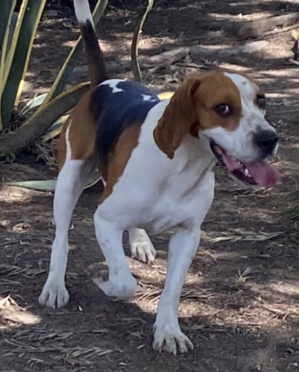 Perrito perdido, busca a su familia en #Puebla está afuera Iglesia del Cielo en colonia La Paz 
7/enero/2023
<a href="/MoniquePue/">Monica</a> <a href="/MascotasSismo/">Mascotas Sismo</a>
@CaninaAmber #mascotaperdida

Via <a href="/GretaBeutelspac/">ɢʀᴇᴛᴀ ʙᴇᴜᴛᴇʟsᴘᴀᴄʜᴇʀ</a>