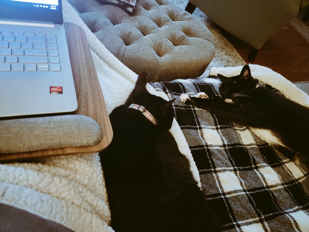 My proofreaders have fallen asleep on the job. #writerscommunity #writerslife #writer #readingcommunity #cats #sundayvibes #Sunday #women