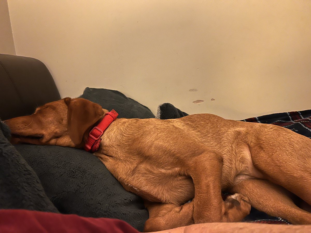 RalphasaurusRex's tweet photo. And just like that #princessleia has resumed all the positions back in the mess.
Christmas leave is over and the beard has gone😕
#labradorpup #foxred https://t.co/2k7Ce0TGRS