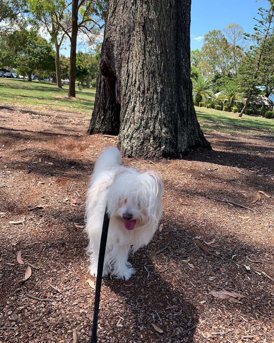 saltywavedog's tweet photo. Posted a message to the wood wide web during my walk 🌲🐕 The trunk call was made on Sunday 🐶 It should reach you all soon 🌿 Have a Pawsome week 💙
#dogwalk #dog #saltywavedog #dogsoftwitter #doglover #dogsthatexplore #dogs #dogoftheday #treelovers #woodwideweb #trunkcall https://t.co/ZPyvunLlnI