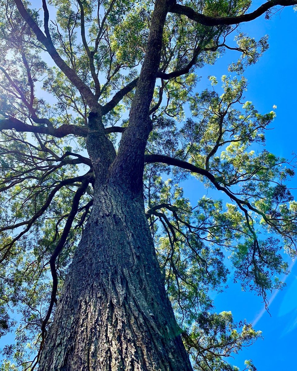 saltywavedog's tweet photo. Posted a message to the wood wide web during my walk 🌲🐕 The trunk call was made on Sunday 🐶 It should reach you all soon 🌿 Have a Pawsome week 💙
#dogwalk #dog #saltywavedog #dogsoftwitter #doglover #dogsthatexplore #dogs #dogoftheday #treelovers #woodwideweb #trunkcall https://t.co/ZPyvunLlnI