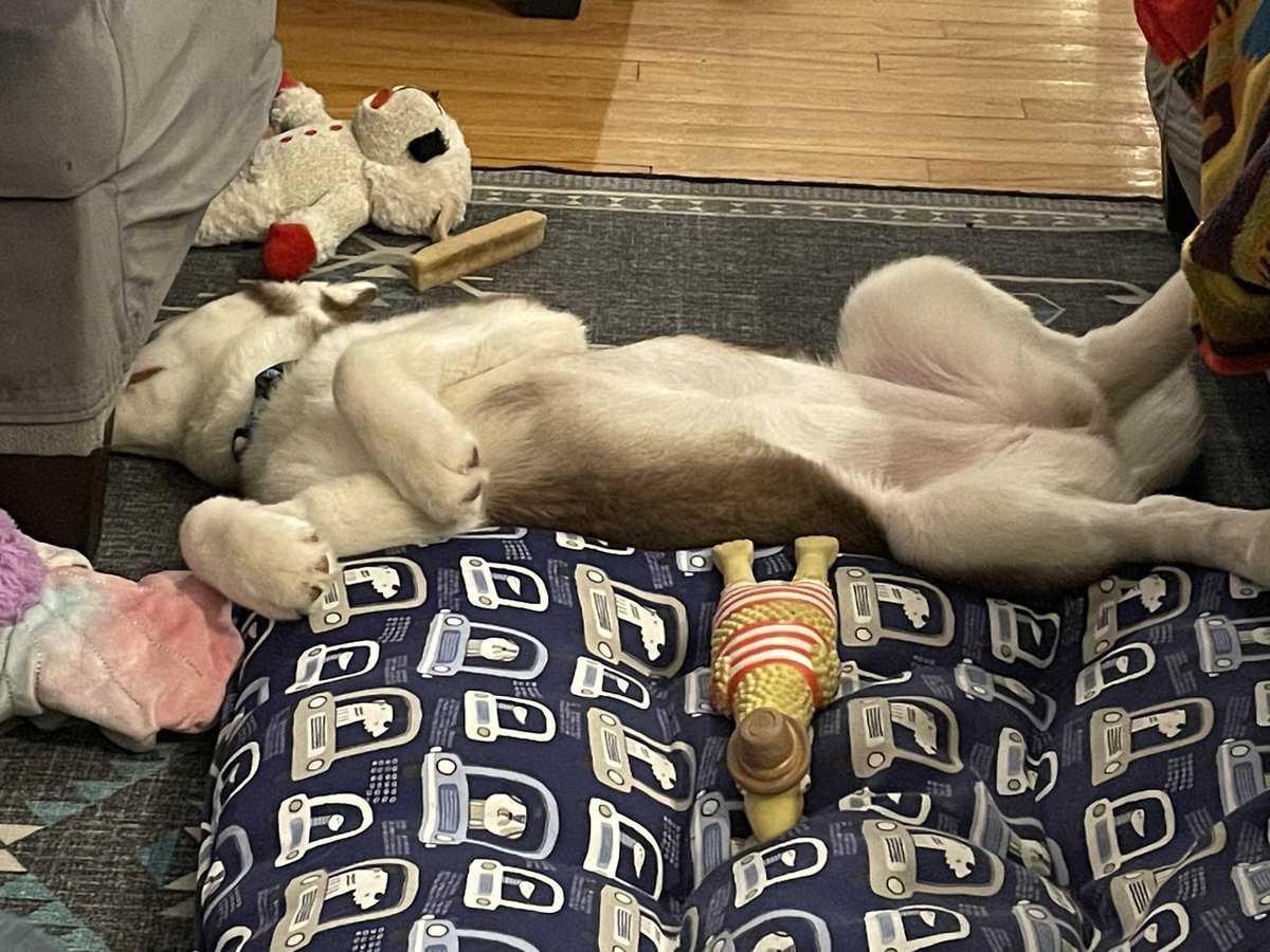 Richrodd's tweet photo. Sprawled out amongst her riches #Ahsoka #Bashful https://t.co/aBX8Xwm6Xj