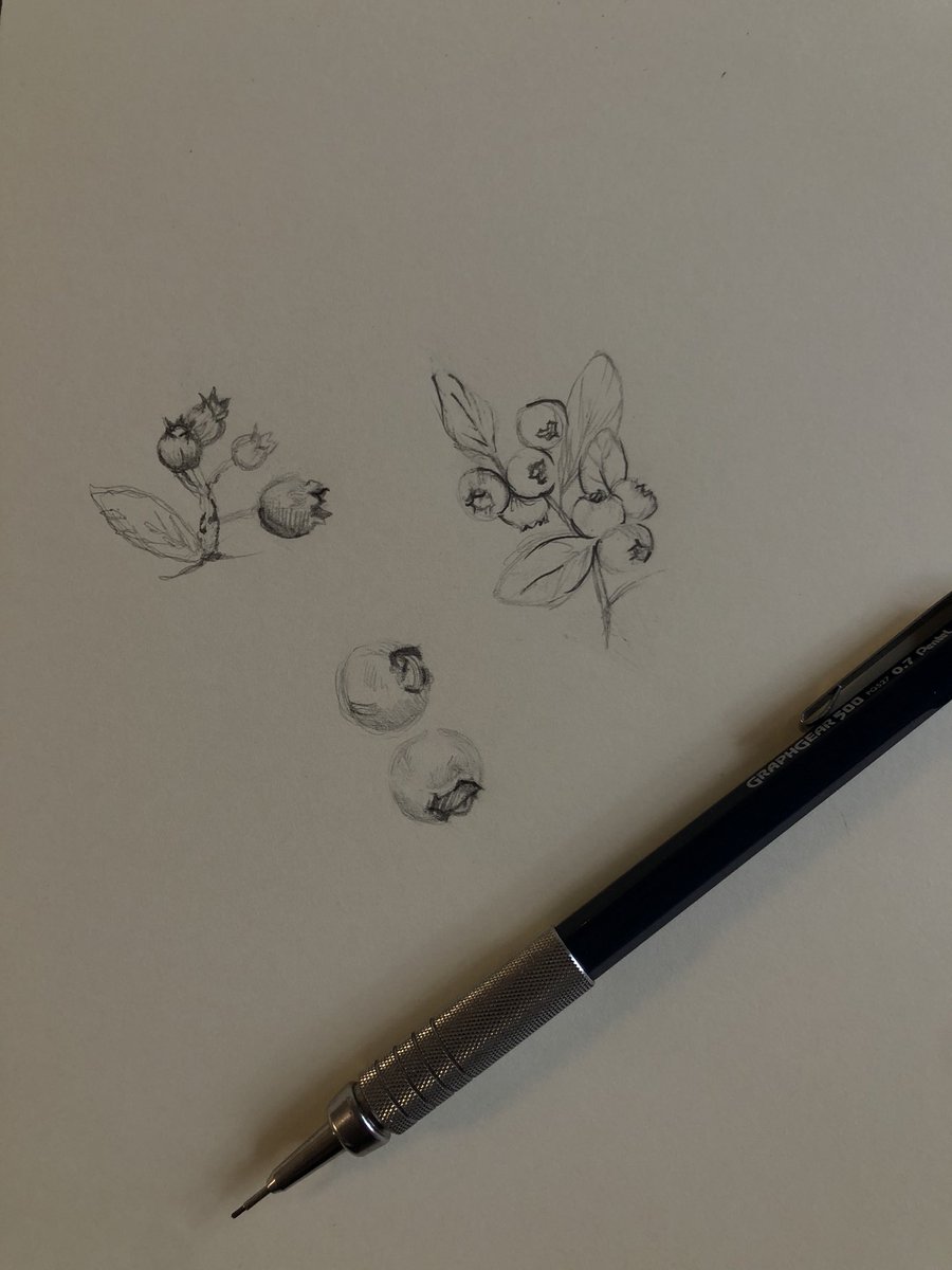 marywade_'s tweet photo. quick little blueberry sketches 🫐 https://t.co/svjaC9z97i