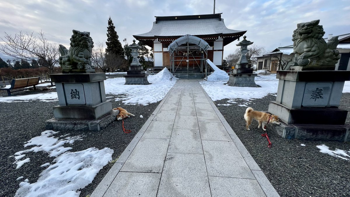 jajagi7jajagi's tweet photo. 🐕狛犬との共演🐕

#柴犬　#柴犬のいる暮らし　#柴犬を崇めよ #shibainu #shiba #豆柴 #柴犬山形　#わんこ　#めんこ https://t.co/uGnrxlKozr