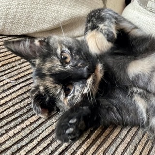 DianaJLockwood's tweet photo. Meet Ivy, our new kitten!
(โHollyโ seemed too obviously Christmas-y, so we went with Ivy โ as in โThe Holly and the . . .โ).
#tortoiseshellkitten https://t.co/vHHoVg9rfI