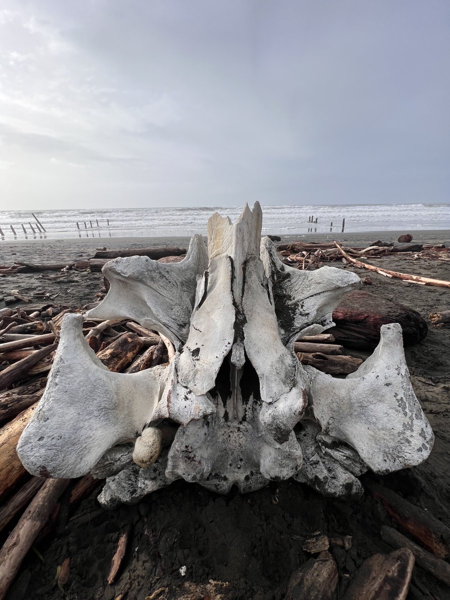 evteich's tweet photo. The Bay Area storm washed up what I believe is a whale’s cervical vertebrae on the shore of Fort Funston, SF. Poignant representation of the power of nature. @sfchronicle @mercnews
#bayarea #bayareastorm #sanfrancisco #fortfunston #atmosphericriver #sf #marinebiology #whale https://t.co/zUjgfKlGEj