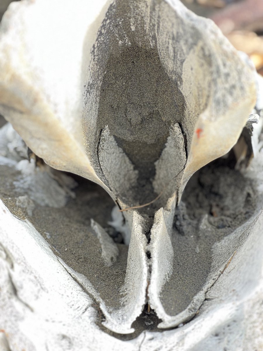 The Bay Area storm washed up what I believe is a whale’s cervical vertebrae on the shore of Fort Funston, SF. Poignant representation of the power of nature. @sfchronicle @mercnews
#bayarea #bayareastorm #sanfrancisco #fortfunston #atmosphericriver #sf #marinebiology #whale