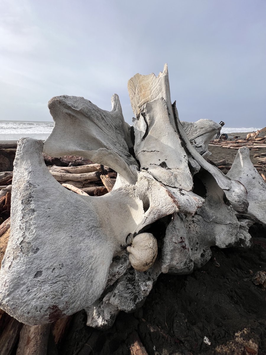evteich's tweet photo. The Bay Area storm washed up what I believe is a whale’s cervical vertebrae on the shore of Fort Funston, SF. Poignant representation of the power of nature. @sfchronicle @mercnews
#bayarea #bayareastorm #sanfrancisco #fortfunston #atmosphericriver #sf #marinebiology #whale https://t.co/zUjgfKlGEj