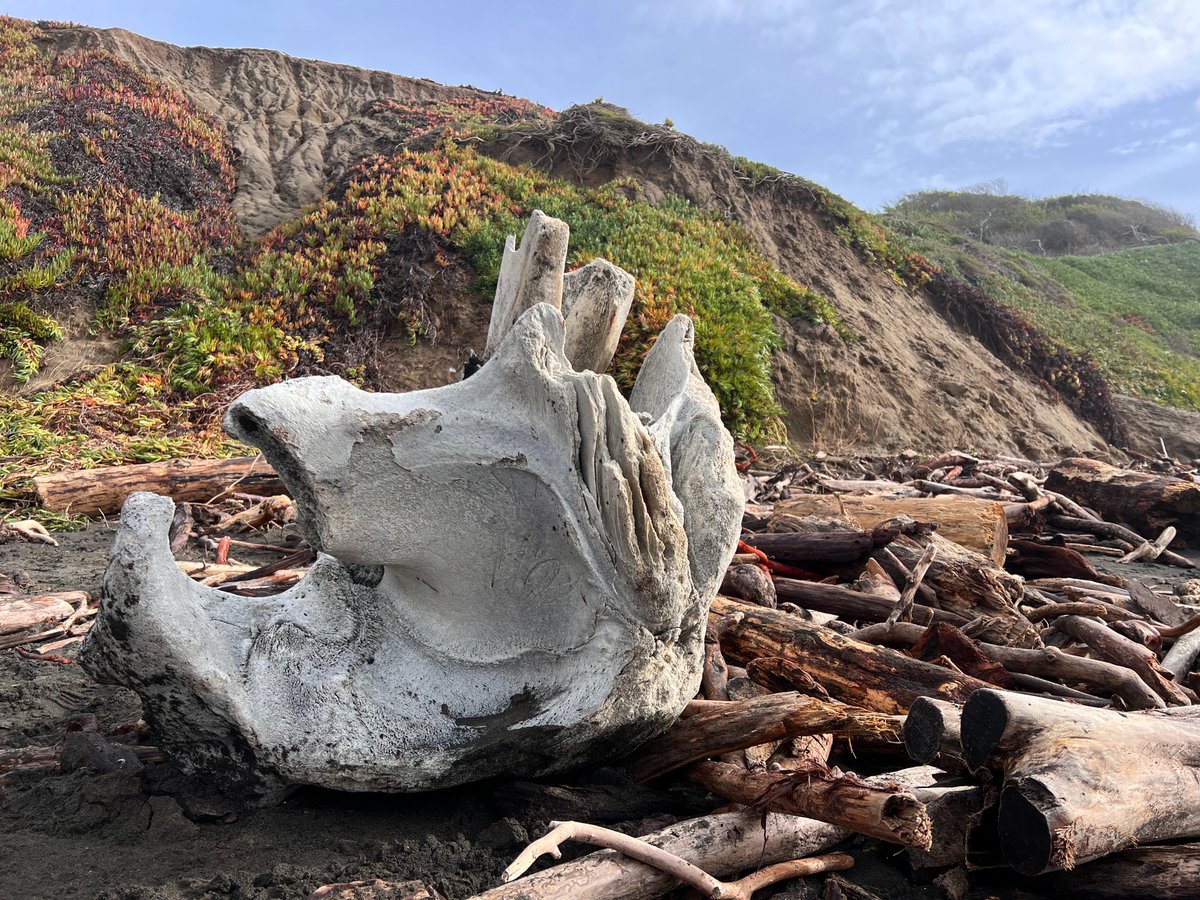 evteich's tweet photo. The Bay Area storm washed up what I believe is a whale’s cervical vertebrae on the shore of Fort Funston, SF. Poignant representation of the power of nature. @sfchronicle @mercnews
#bayarea #bayareastorm #sanfrancisco #fortfunston #atmosphericriver #sf #marinebiology #whale https://t.co/zUjgfKlGEj