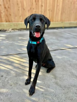 COdogstalker's tweet photo. This is Denton / Duke. He is a Labrador Retriever from Mile High Labrador Retriever Mission. Adopt me: https://t.co/EzuBhjgAJd https://t.co/iPERMJmKeY