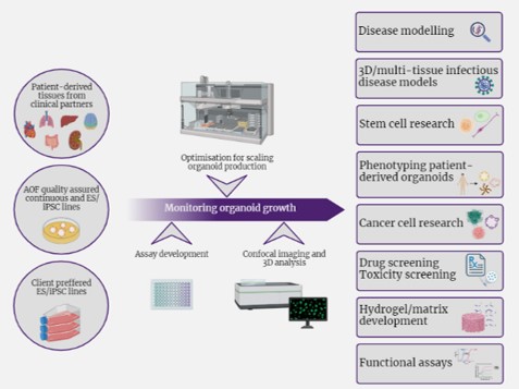 Australian Organoid Facility (@aof_organoids) on Twitter photo Its grant writing season! 🔬✍️☕️
The AOF offers a range of services to help researchers utilise #organoids & #automation to create impactful world class research proposals.
If you’re interested in accessing our facility, please get back in touch with us at aof@aibn.uq.edu.au Its grant writing season! 🔬✍️☕️
The AOF offers a range of services to help researchers utilise #organoids & #automation to create impactful world class research proposals.
If you’re interested in accessing our facility, please get back in touch with us at aof@aibn.uq.edu.au