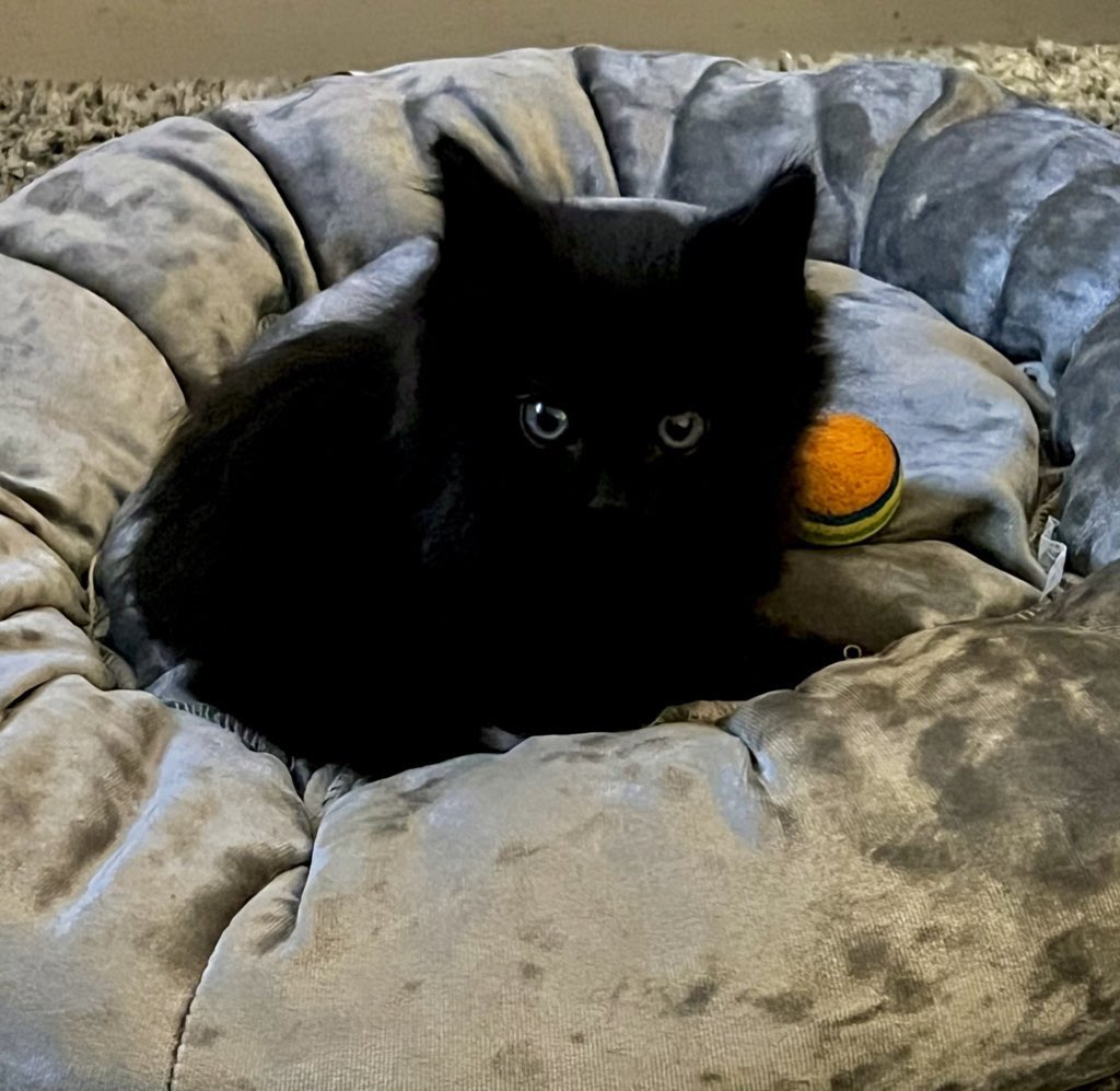 DemiJGee's tweet photo. I’ve never ever been a cat person. Always a dog person. We lost our son in October and 2 week later this little man was born and I was drawn to him. I can’t wait for him to be officially ours next week 💙
#CatMam https://t.co/cmTzeDHJ25