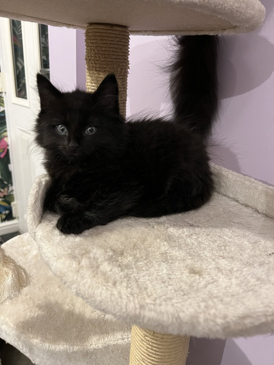 DemiJGee's tweet photo. I’ve never ever been a cat person. Always a dog person. We lost our son in October and 2 week later this little man was born and I was drawn to him. I can’t wait for him to be officially ours next week 💙
#CatMam https://t.co/cmTzeDHJ25