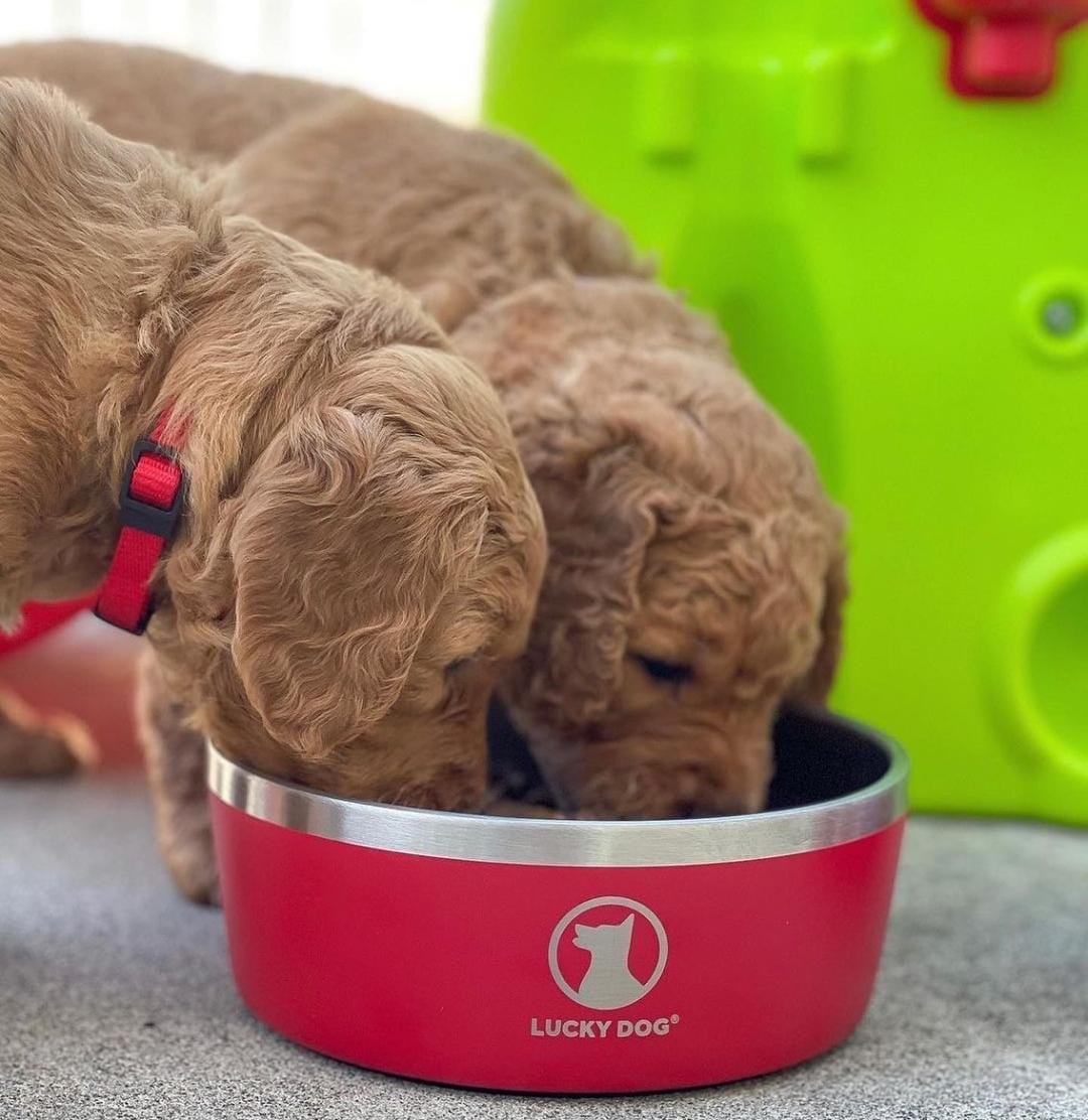 goldendoodleusa's tweet photo. Our pups are the best . Golden doodle puppies. #goldendoodle #DogsofTwittter https://t.co/8zgiZxHRQ9