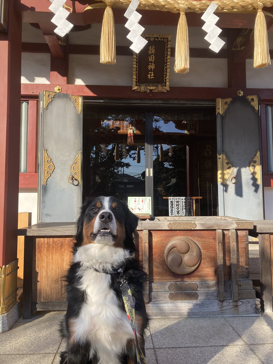 fran_to_cisco's tweet image. 遅めの初詣⛩