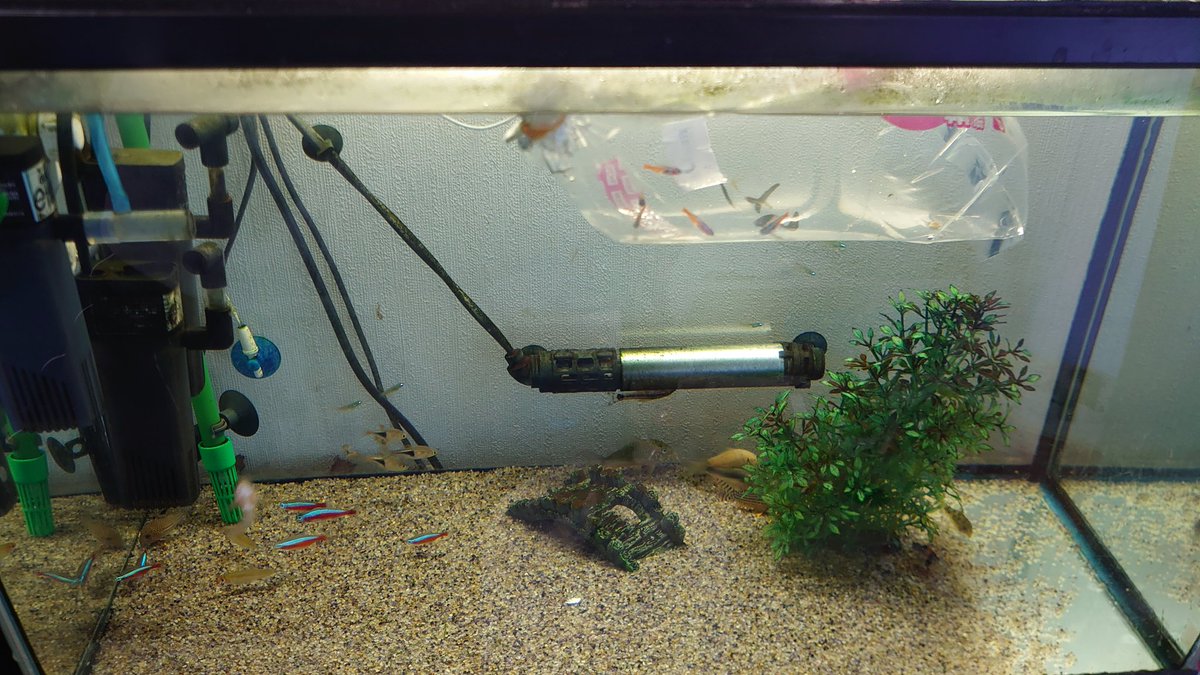 debushima1's tweet photo. カージナルテトラ5匹(小)追加🐟早く大きくなれよ〜😁 https://t.co/Zcrof6BKaJ