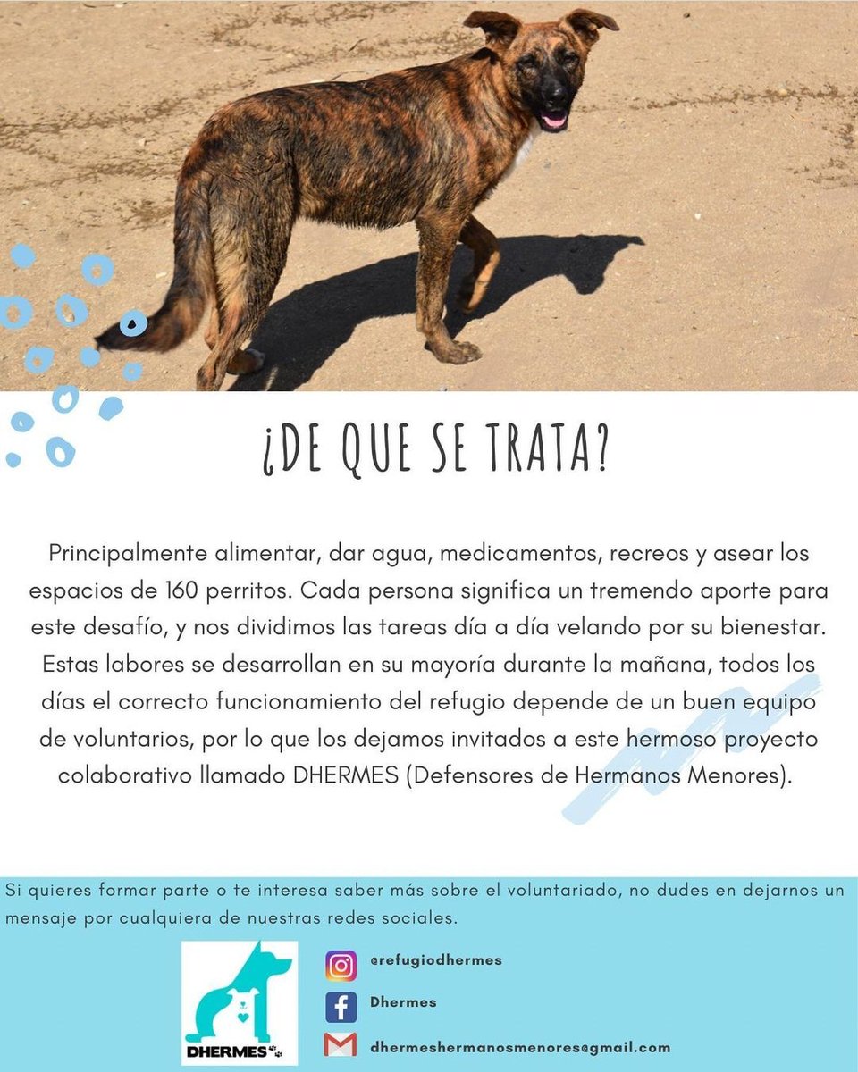 Hazte Voluntario! Aperra con nuestra hermosa causa 💖🐾 #EligeAdoptar #AdoptaNoCompres