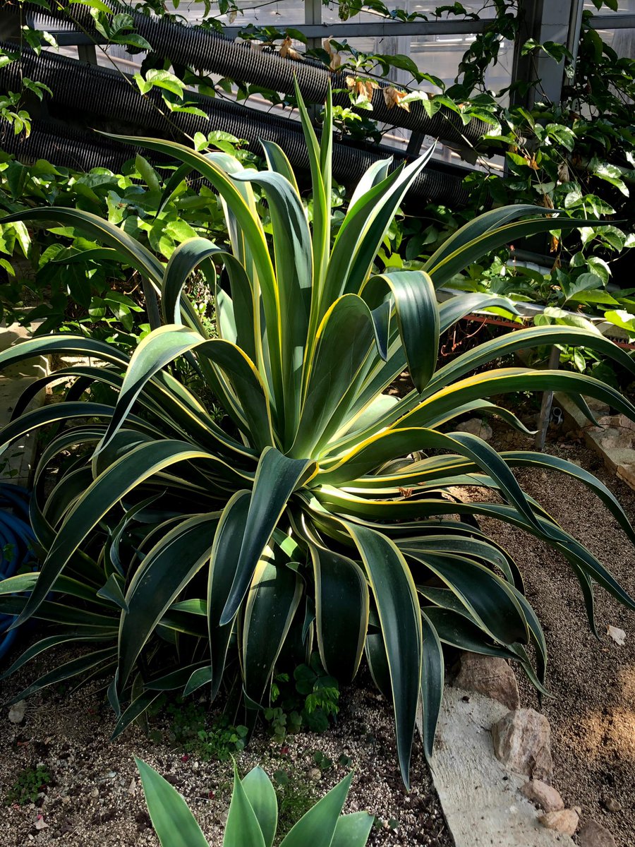 yasuzoujp's tweet photo. #なかやまフラワーハウス
入場料無料、販売もしてくれる愛媛の貴重な植物園

#みんなの植物園フォトがみたい https://t.co/USX06a0w3F