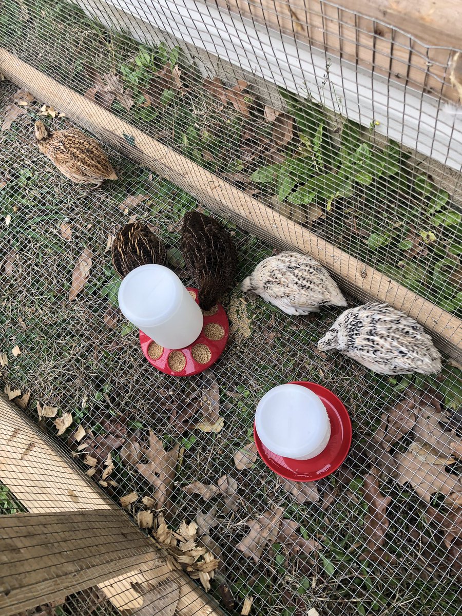 becku_tilt's tweet photo. So I spontaneously acquired some quails https://t.co/c5VrfUwau6