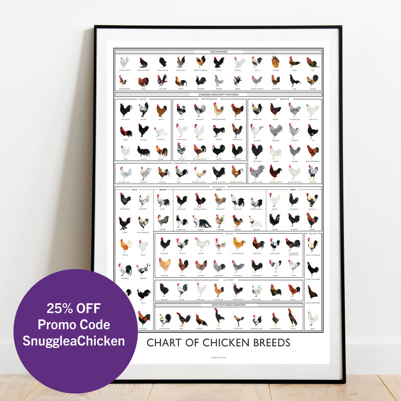 _adoptabird's tweet image. In honor of #snuggleachicken day get 25% off this awesome Chicken Breeds poster! 100% of the profits help Adopt a Bird Network stay afloat! etsy.com/listing/123521…