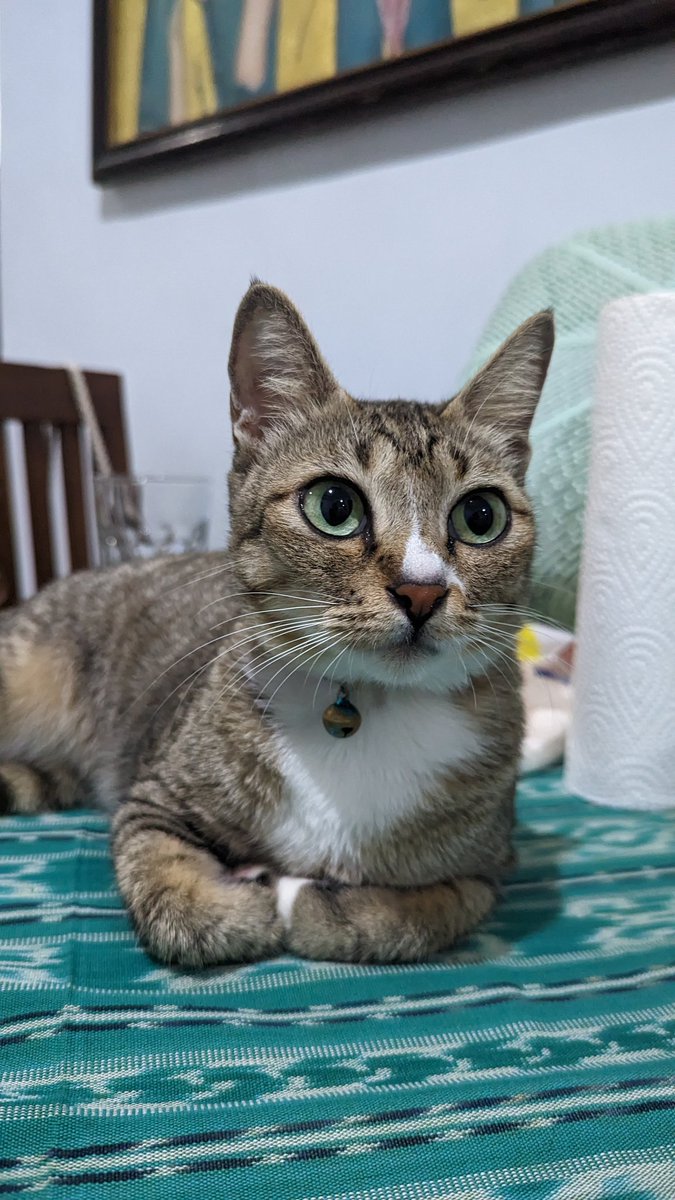 anindyavivi's tweet photo. Roro has been missing for almost a week now. Mungkin karena lingkungan baru dia hilang arah. Terakhir dia kelihatan di Taman Baruna, Jimbaran, Bali, kalo ada yang liat dia please DM gw or @waltonkate 

Anaknya ramah sama orang, kalo dipanggil Roro gitu pasti dateng. https://t.co/nvLmnNB91x