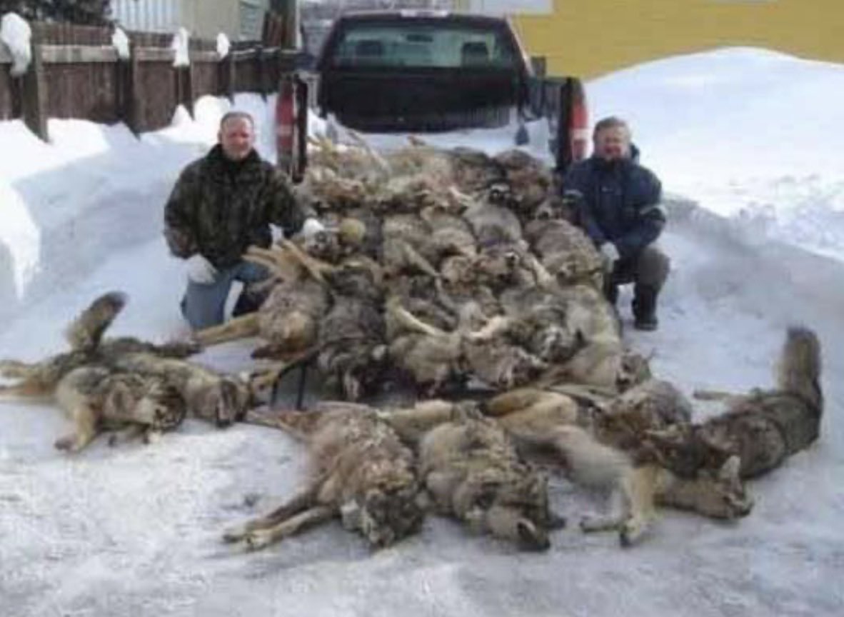 WHO BENEFITS FROM THIS “MANAGEMENT” OF WILDLIFE IN PUBLIC LANDS? Not the American People for sure. #RelistWolves @POTUS #ProtectAmericasWolves