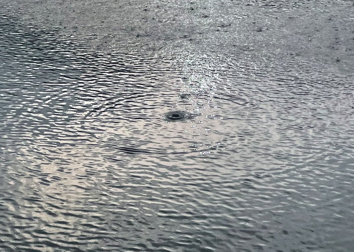 delkotype's tweet photo. morning walk findings https://t.co/aTPtfn5Jff