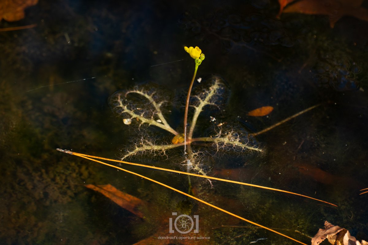 Dandroid's Aperture Science 💛🤍💜🖤🕷️🐜 tweet media