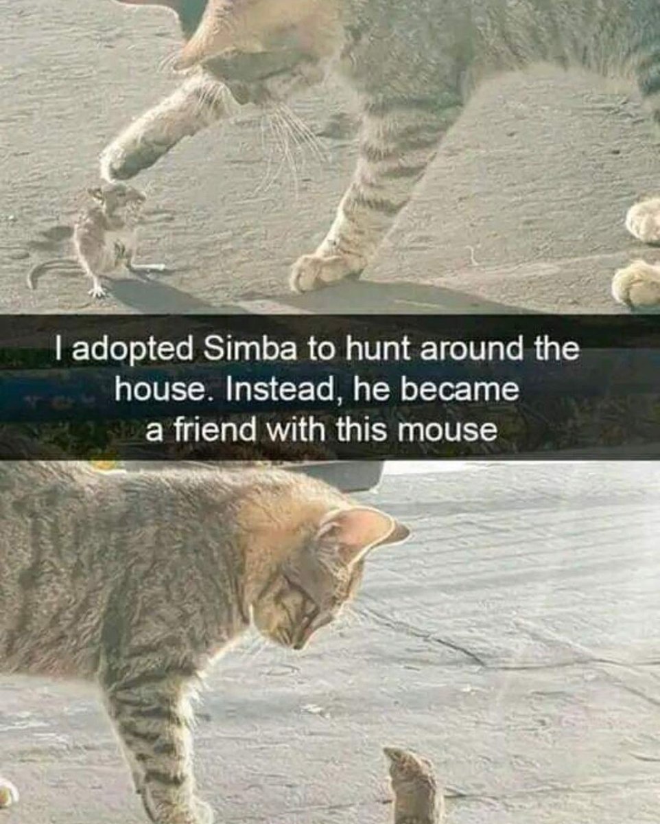 chaoticcatpics's tweet photo. https://t.co/l3QKWLOhpi