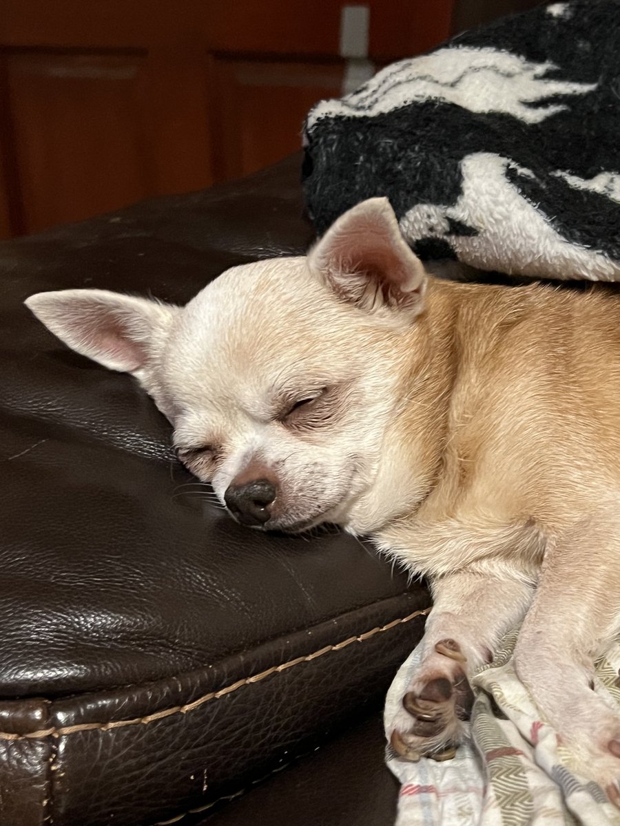 trappceo's tweet photo. I got the new mascot for $Chihu 

@Chihu_inu 
#CHIHUAHUA #AppleHead https://t.co/h1XCrolD8R