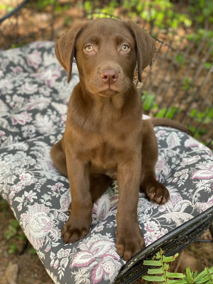 fkeskew's tweet image. Allow me to introduce you to Lord Grayson Birch of The Bubble. #ChocolateLabrador #Puppy #BubbleLife