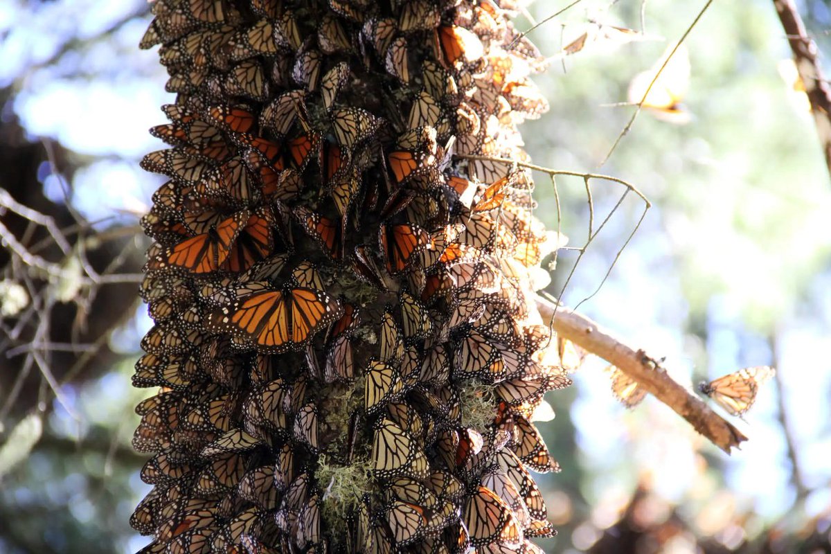 Michoacan's tweet photo. Ven y rodéate de millones de #MariposasMonarcas volando a tu alrededor. 
Vive algo extraordinario y único en el mundo. 
#Michoacán 
#elAlmadeMéxico 
#México https://t.co/qXzxNJrZb3