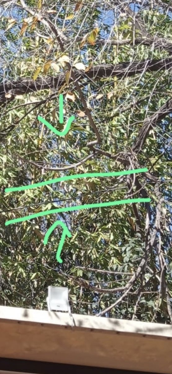 DonJuanIgnacio's tweet photo. Peligros que no se ven pero si se esta avisando con tiempo antes de que lleguen los aires y hagan arder estos cables a los arboles y, bueno no decretemos y estemos apoyando a las dependencias para facilitar su labor. #durango #EnEspera @JulioGalindoG @EnVivoDgo https://t.co/wNpHYt3rrg