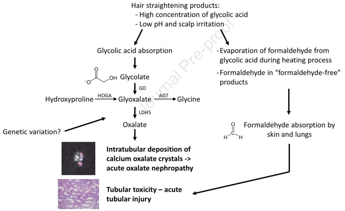 26 mujeres que alaciaron el cabello 💆🏼‍♀️3 días después tuvieron daño renal agudo, todas presentaron vomito, la creatinina ~5.3mg/dL, solo 7 se biopsiaron

Hipótesis: nefropatía por oxalatos inducida por ácido glicolico derivado de la keratina

🤯
AJKD 2023
doi.org/10.1053/j.ajkd…