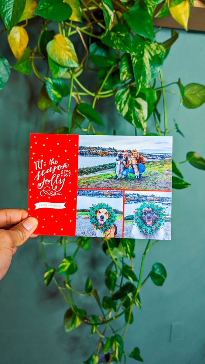 PAVGOD's tweet photo. We found an extra stash of PAVFAM holiday cards that we're looking to giveaway to some fans!

Like and RT this post to win a FREE holiday card from Pavlov and Maslow!

Get your Pavlov merch at https://t.co/1o5c7zrIAM https://t.co/ozDJCoWSRb