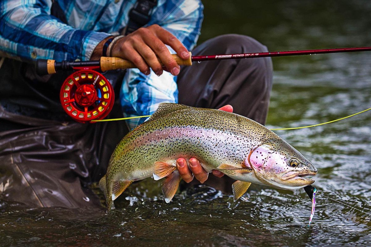 Who else loves stripping streamers to aggressive rainbow trout?!

Ph: Matt Harris 
#flyfishing #flyfish #theflyshop #flyfishingtravel #wildtrout