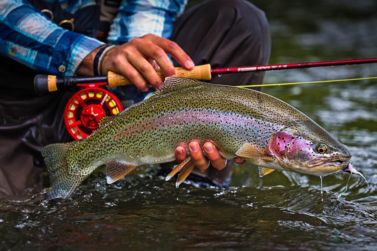 The Fly Shop tweet media